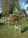 Sorbus Estern Promise 2 kopi.jpg (57272 byte)